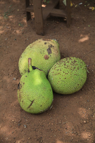 Jackfruit